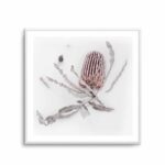 Banksia I | Art Print