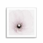 Classic Poppy | Art Print
