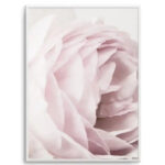 Heritage Rose Art Print