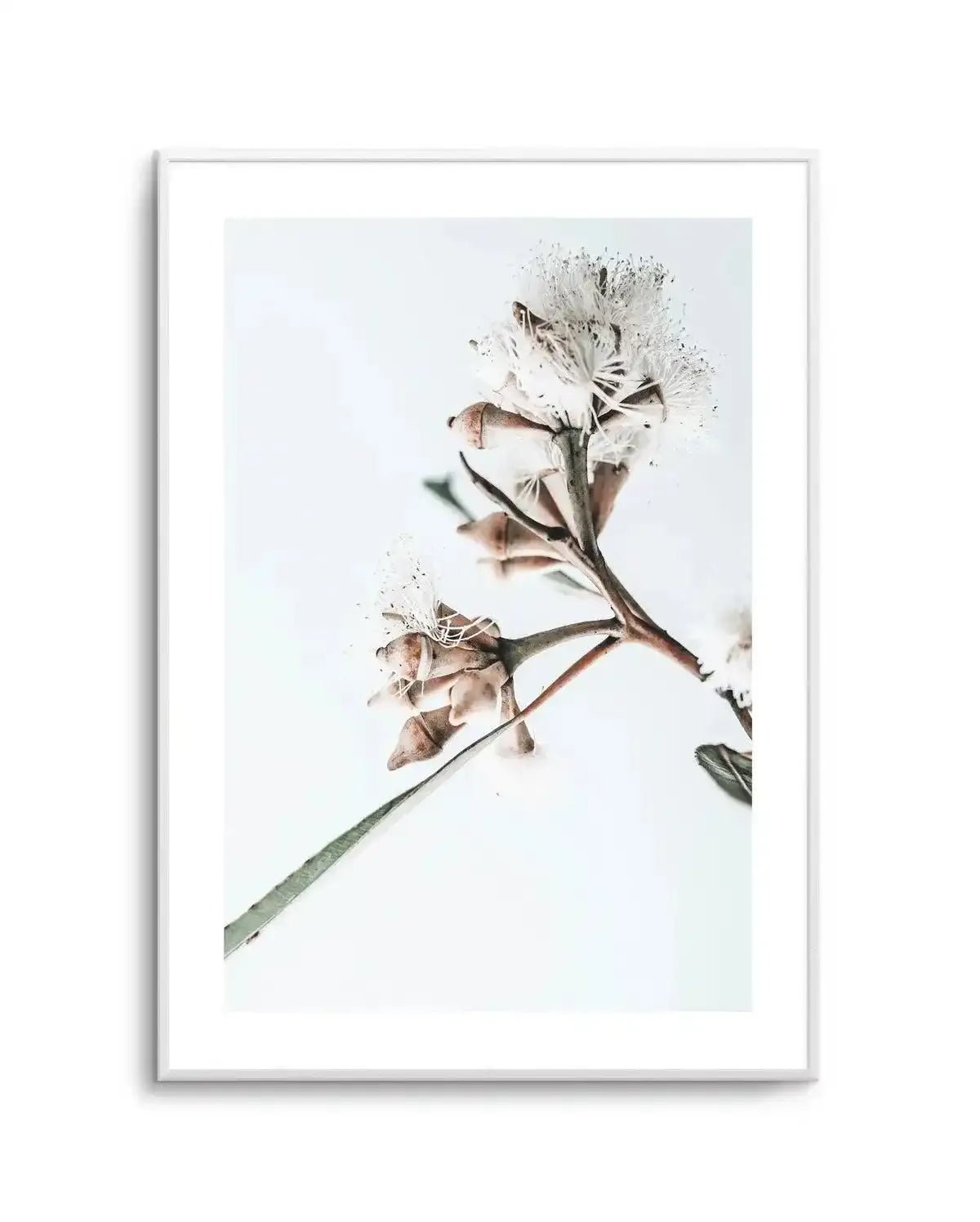 White Eucalyptus I Art Print