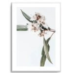 White Eucalyptus II Art Print
