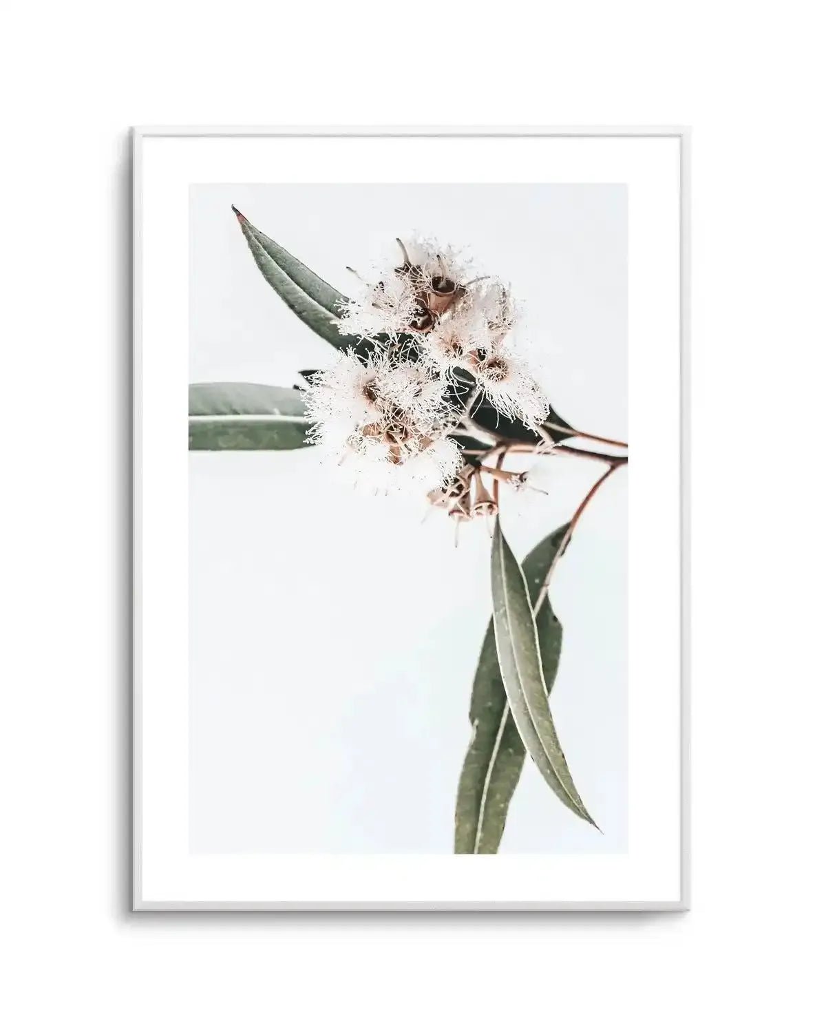 White Eucalyptus II Art Print