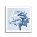 Wild Blue Rose | Art Print