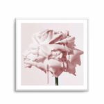 Wild Blush Rose | Art Print