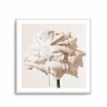 Wild Cream Rose | Art Print