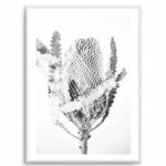 Banksia I B&W Art Print