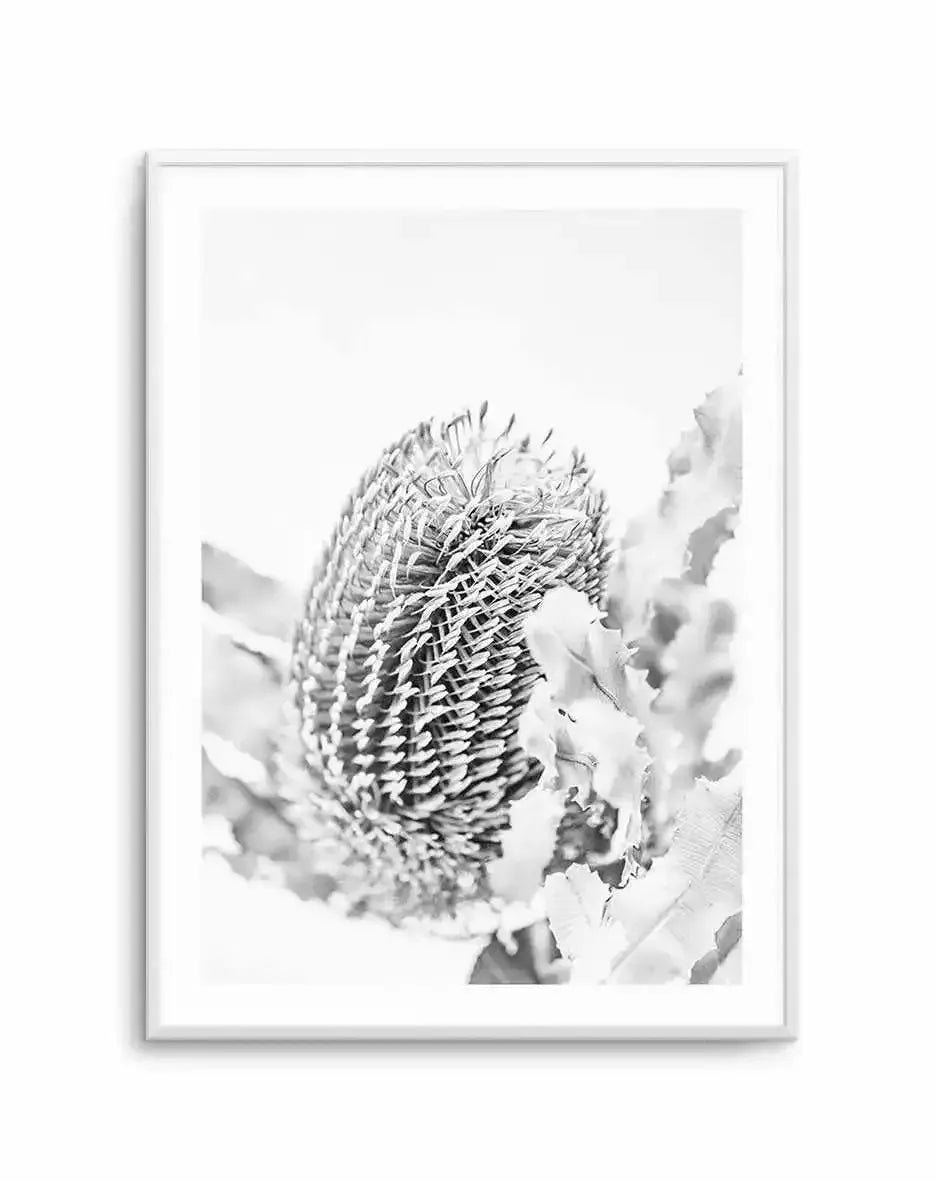 Banksia II B&W Art Print
