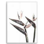 Bird of Paradise Art Print