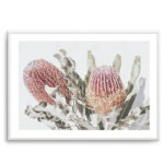 Blushing Banksia | LS Art Print