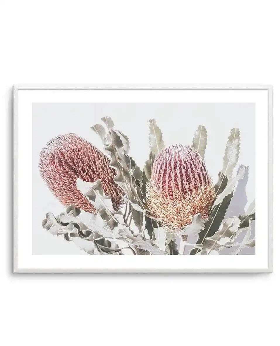 Blushing Banksia | LS Art Print