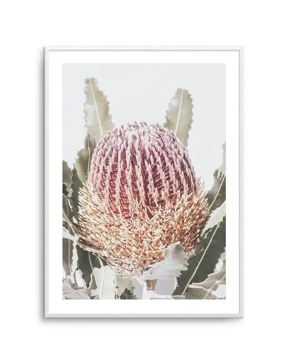 Blushing Banksia I | PT Art Print