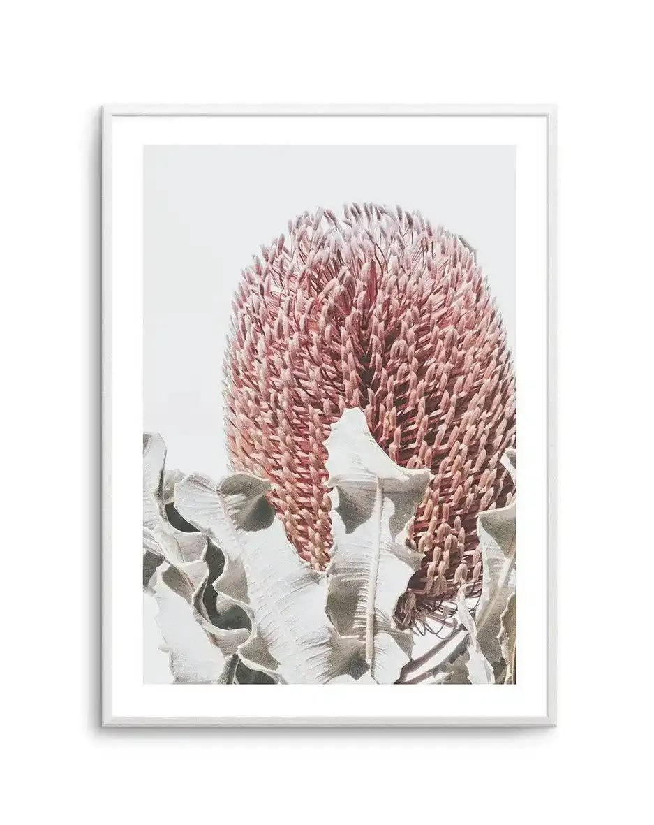 Blushing Banksia II | PT Art Print