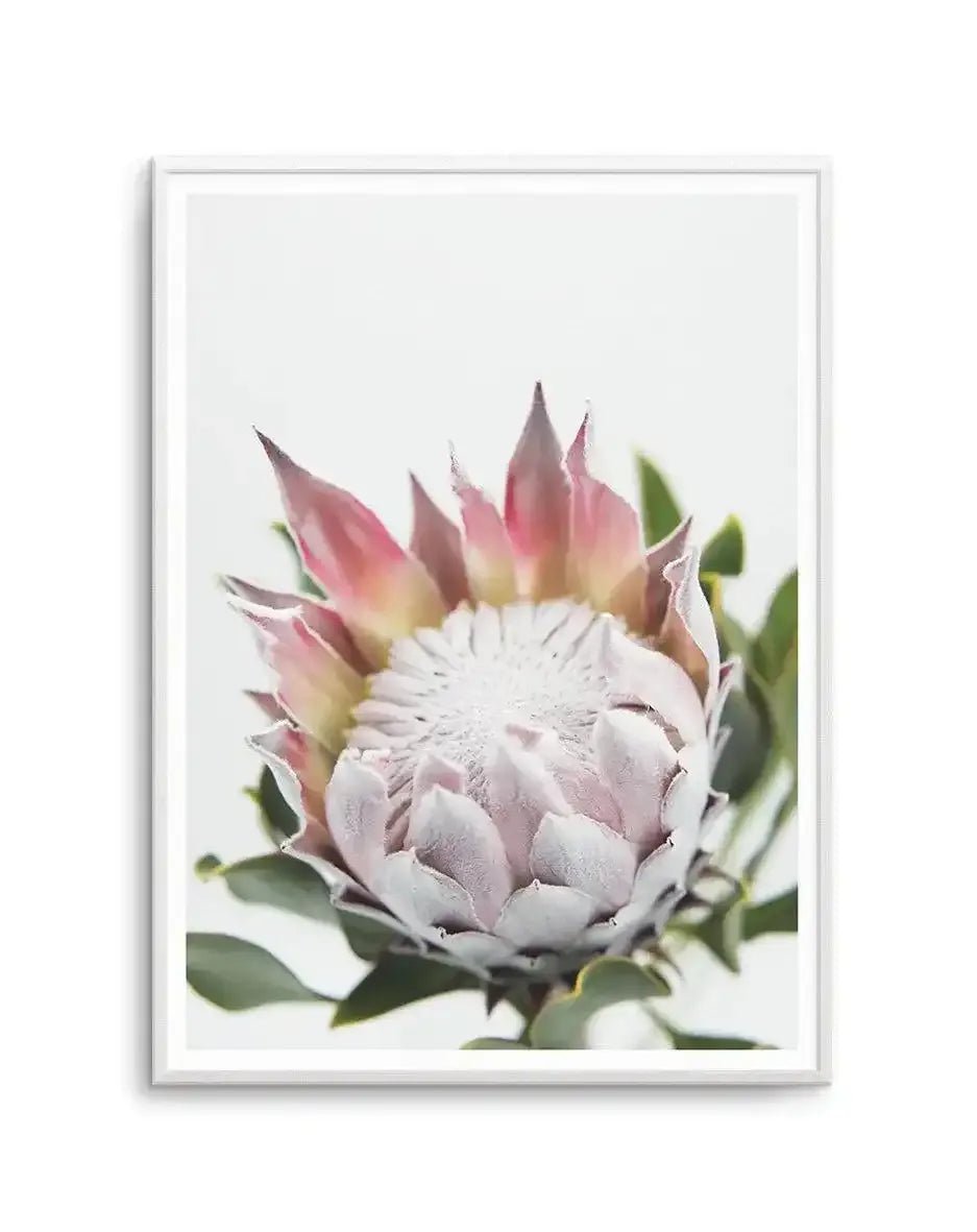 Blushing Protea Art Print