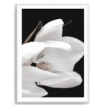 Dark Magnolia I | PT Art Print