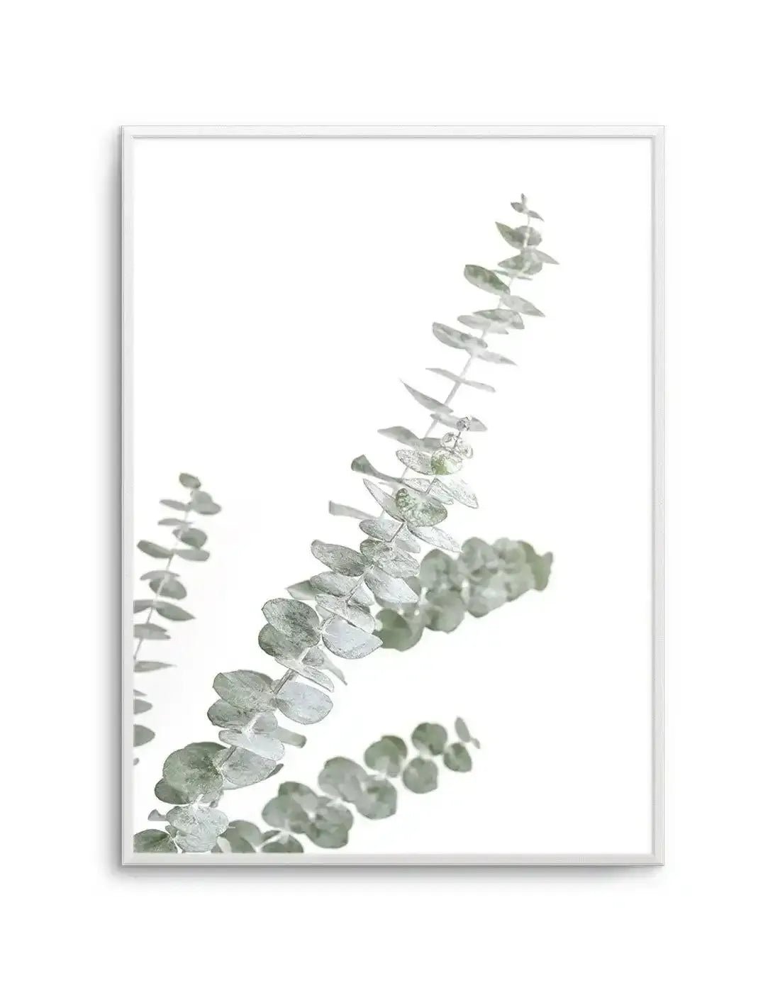 Eucalyptus Gum I Art Print