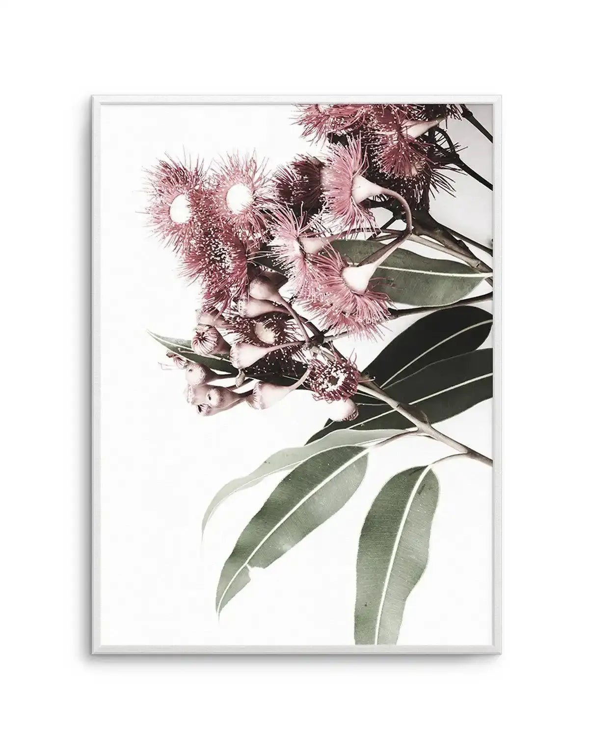Eucalyptus in Bloom Art Print