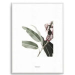 Eucalyptus III Art Print