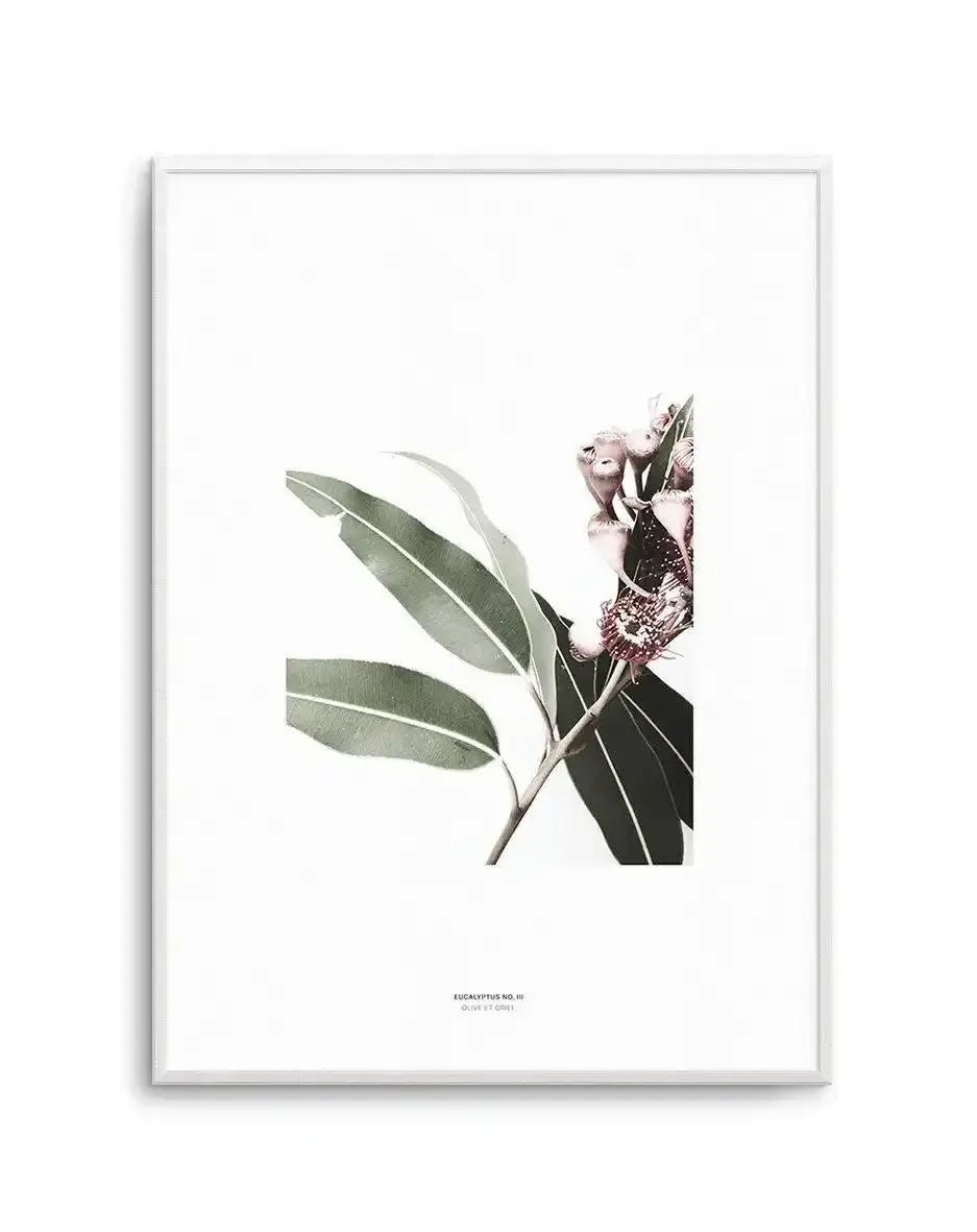Eucalyptus III Art Print