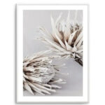 Iced Protea I Art Print