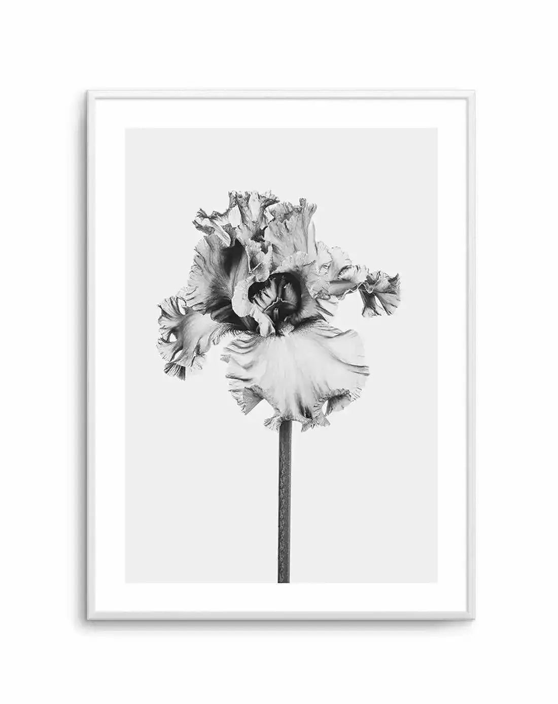Iris en Noir Art Print