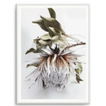 King Protea I Art Print