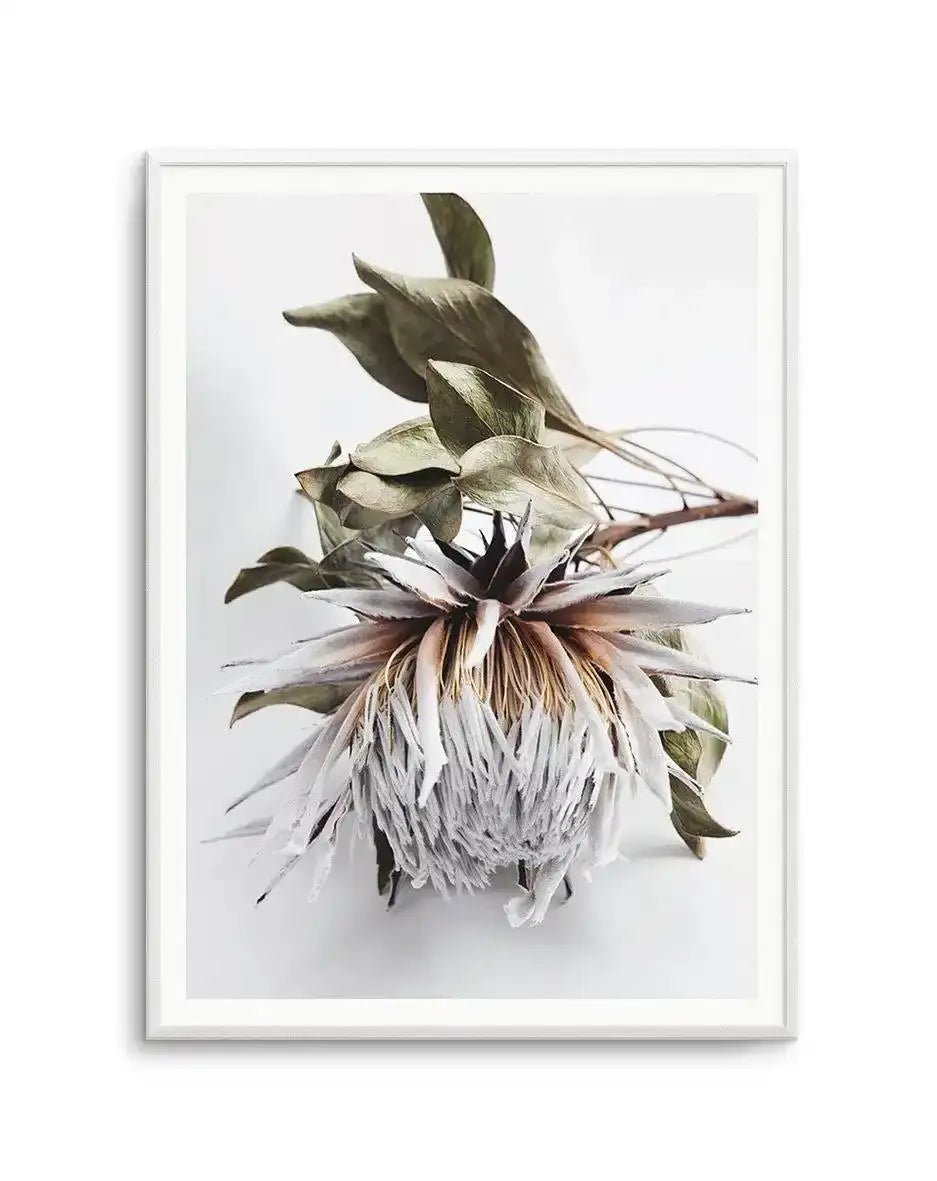 King Protea I Art Print