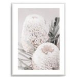 Nude Banksia II Art Print