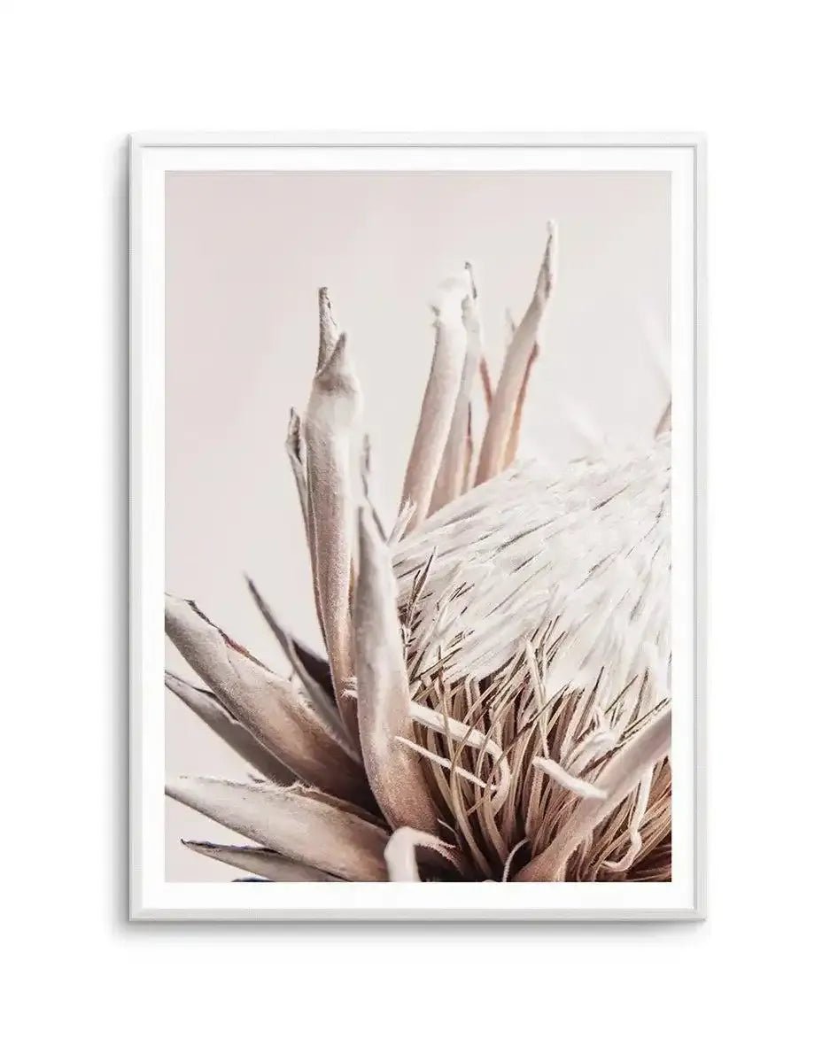 Beige Protea | PT Art Print