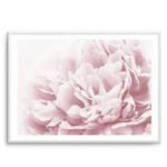 Peony In Bloom II Art Print
