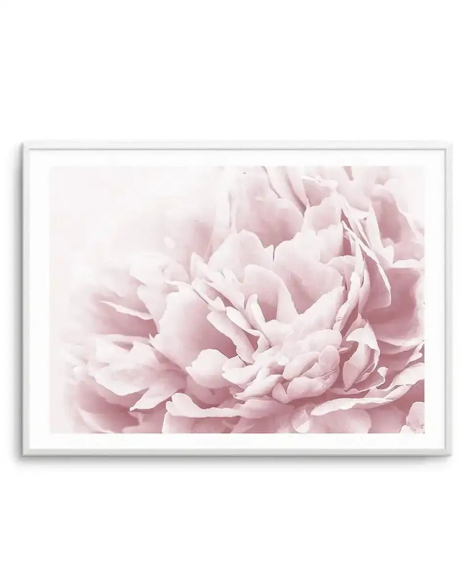 Peony In Bloom II Art Print