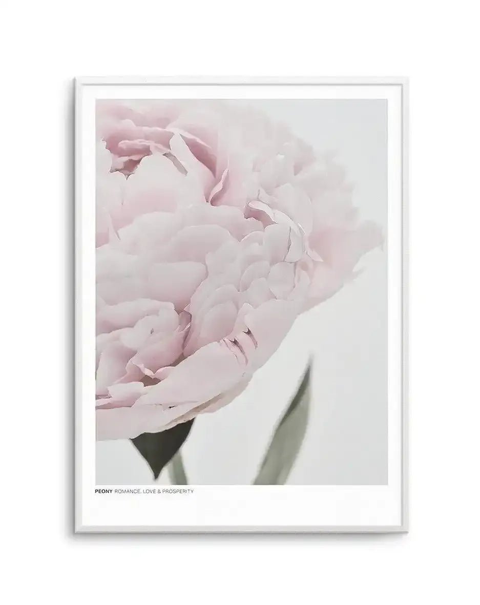Peony | Love, Romance, Prosperity Art Print