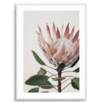 Protea in Overture I Art Print