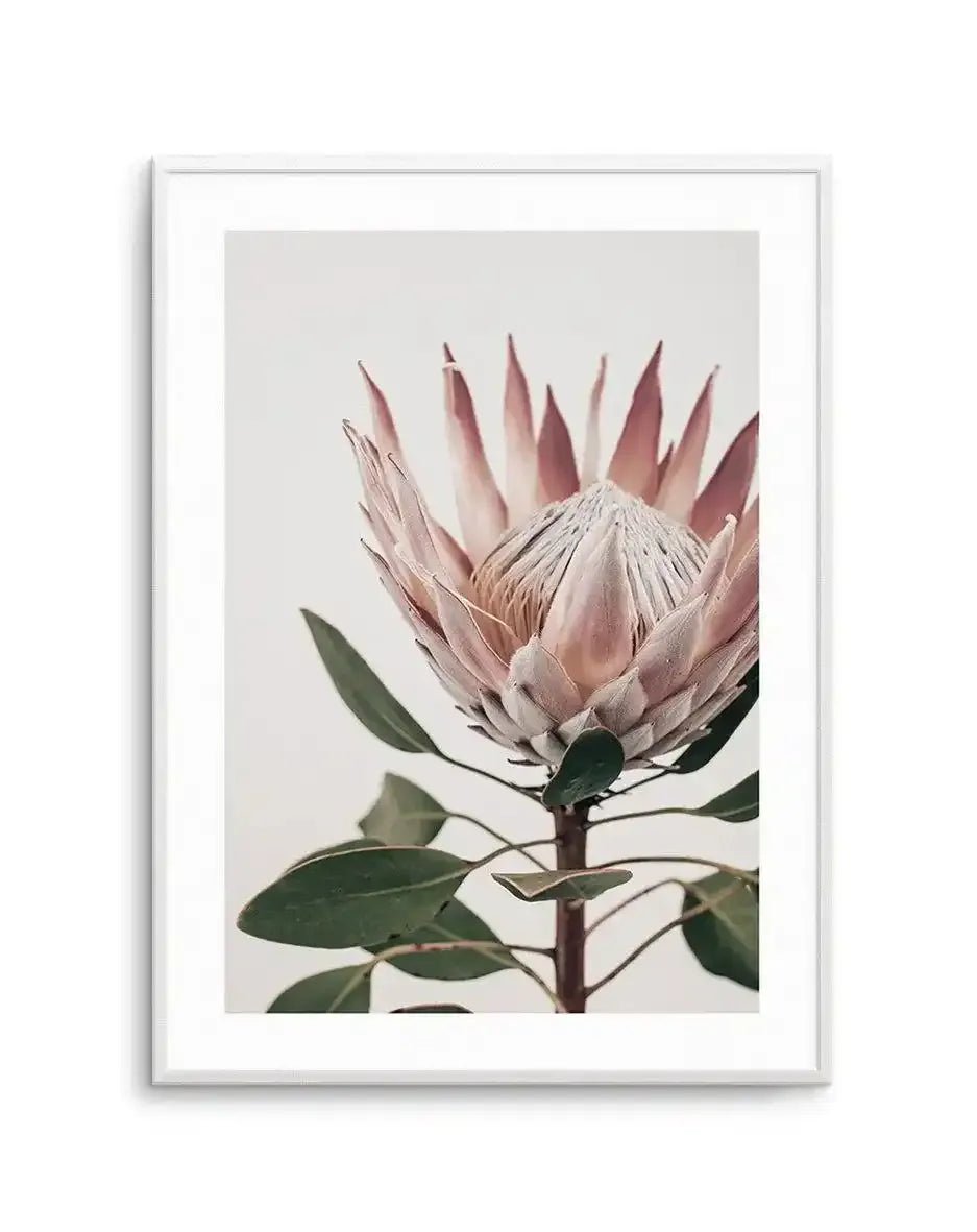 Protea in Overture I Art Print