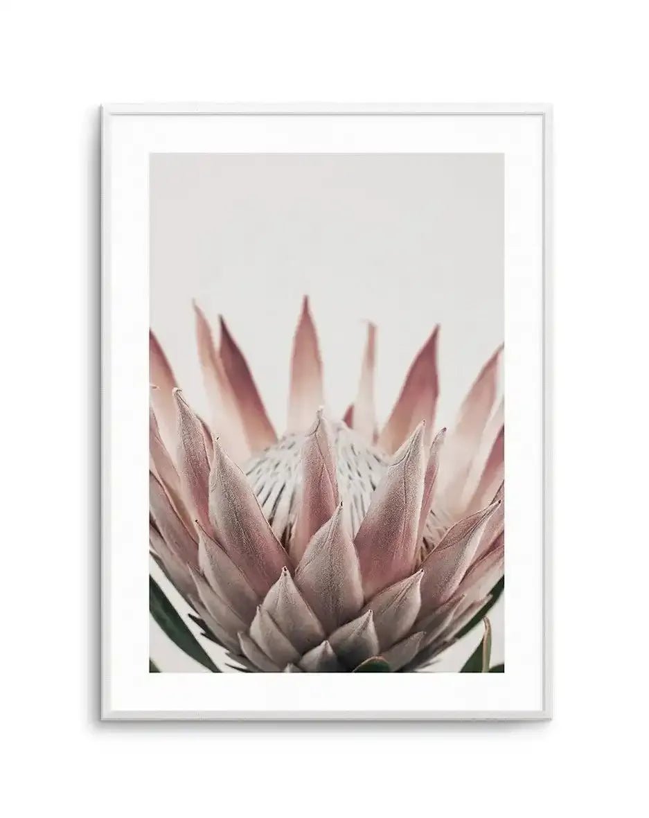 Protea in Overture III Art Print