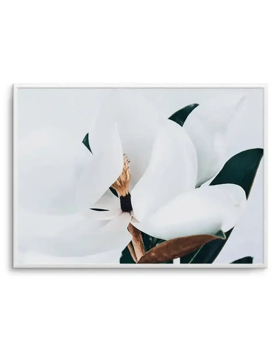 Summer Magnolia | LS Art Print