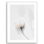 Summer Poppies IV Art Print