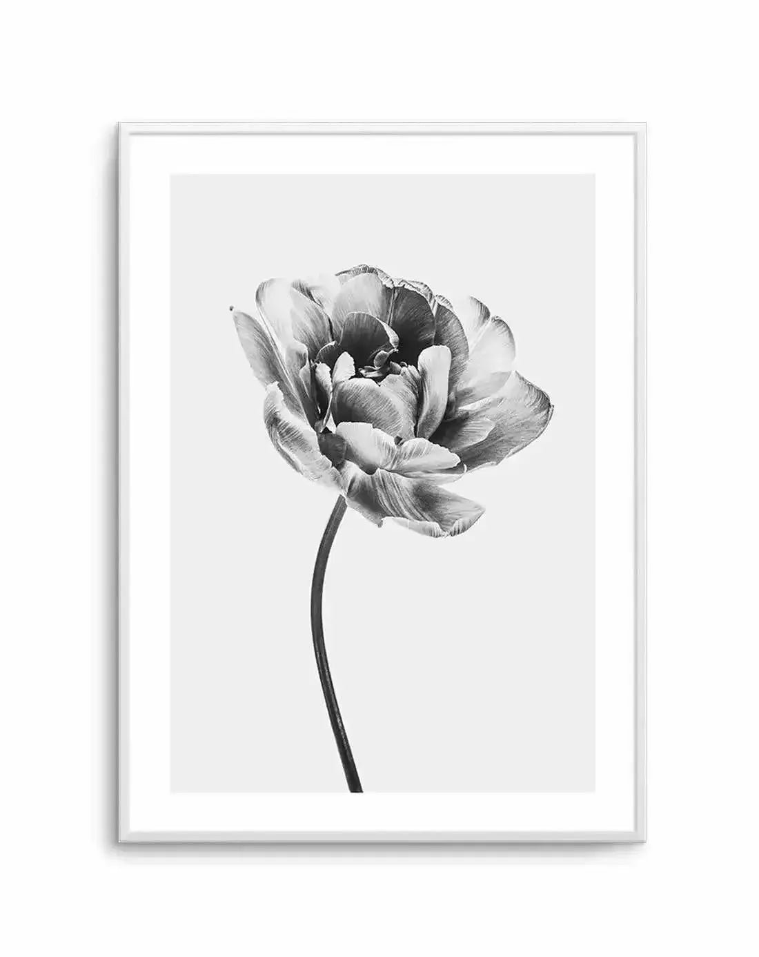 Tulip en Noir Art Print