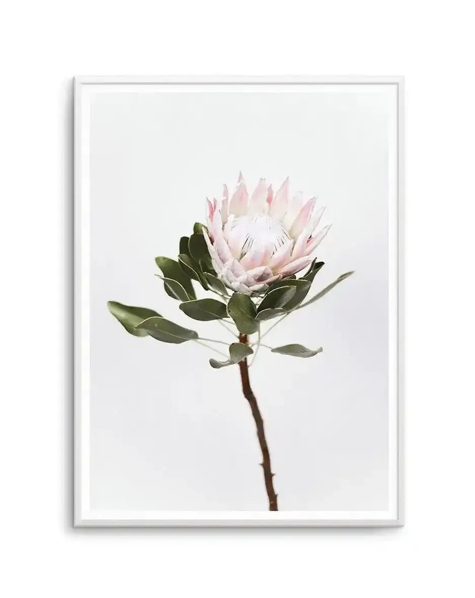 Vintage Protea Art Print