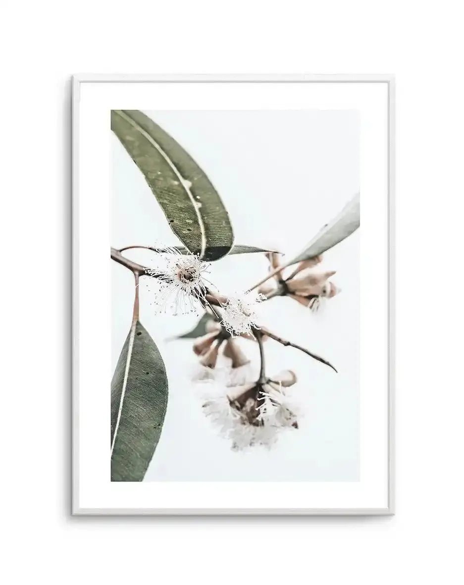 White Eucalyptus III Art Print