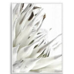 White King Protea Art Print