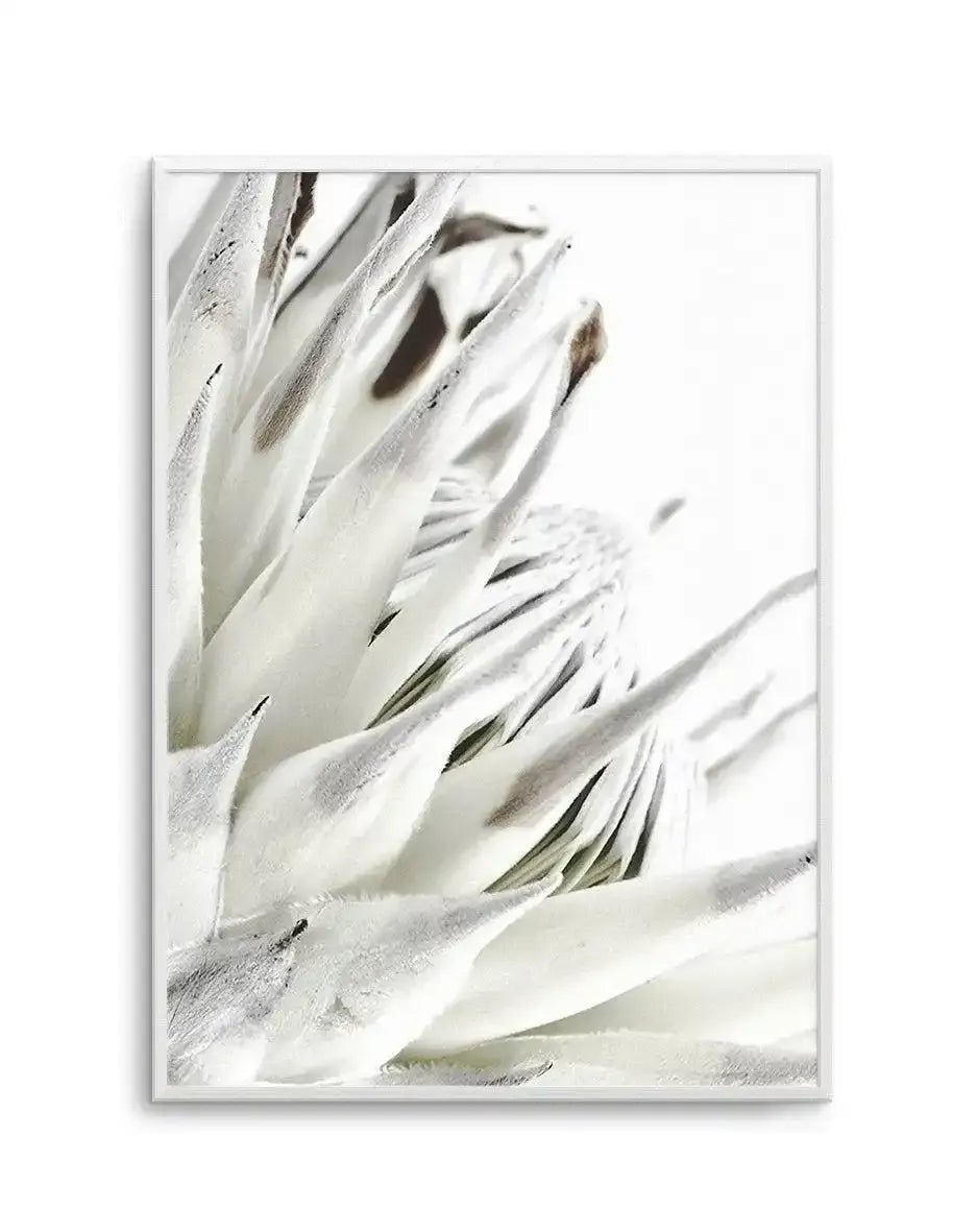 White King Protea Art Print