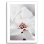 White Magnolia I Art Print