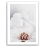 White Magnolia II Art Print