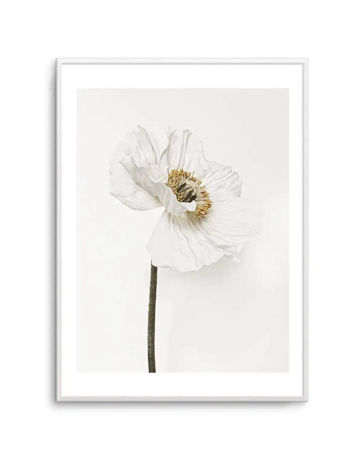 White Poppy II Art Print
