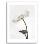 White Poppy III Art Print