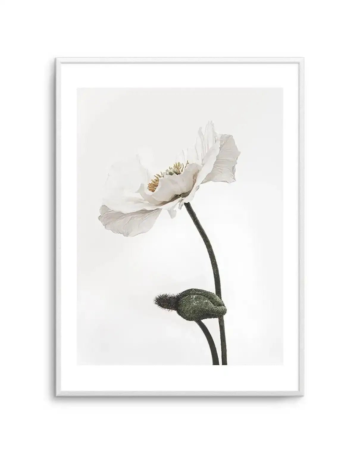 White Poppy III Art Print