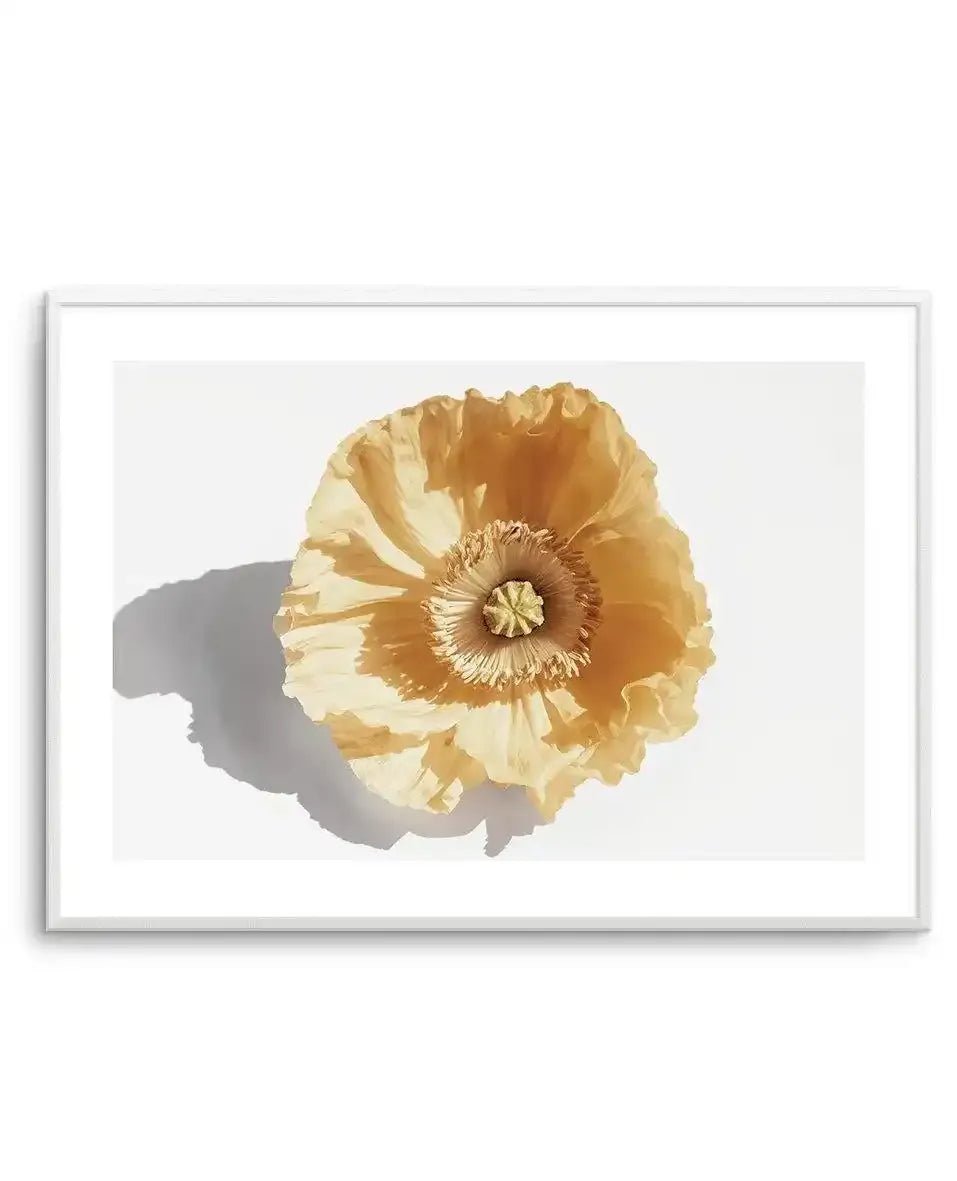 Yellow Poppy Art Print